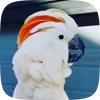 🦜 Эмодзи «Видеопопуги» для Telegram