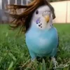 💇 Эмодзи «Видеопопуги» для Telegram