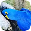 🦜 Эмодзи «Видеопопуги» для Telegram