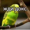 🤩 Эмодзи «Видеопопуги» для Telegram