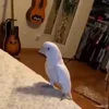 🦜 Эмодзи «Видеопопуги» для Telegram