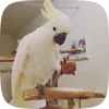 🦜 Эмодзи «Видеопопуги» для Telegram