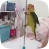 🦜 Эмодзи «Видеопопуги» для Telegram