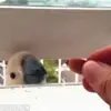 🦜 Эмодзи «Видеопопуги» для Telegram