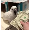 💰 Эмодзи «Видеопопуги» для Telegram