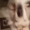 🥴 Эмодзи «Видеопопуги» для Telegram