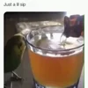 🦜 Эмодзи «Видеопопуги» для Telegram