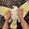 ☺️ Эмодзи «Видеопопуги» для Telegram
