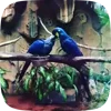 🦜 Эмодзи «Видеопопуги» для Telegram
