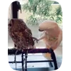🦜 Эмодзи «Видеопопуги» для Telegram