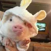 🤩 Эмодзи «Свинки» для Telegram