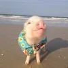 🤩 Эмодзи «Свинки» для Telegram