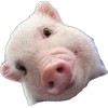 🤩 Эмодзи «Свинки» для Telegram