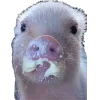 🤩 Эмодзи «Свинки» для Telegram