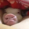 🤩 Эмодзи «Свинки» для Telegram
