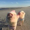 🤩 Эмодзи «Свинки» для Telegram