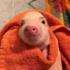 🤩 Эмодзи «Свинки» для Telegram