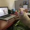 🤩 Эмодзи «Свинки» для Telegram