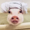 🤩 Эмодзи «Свинки» для Telegram
