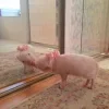🤩 Эмодзи «Свинки» для Telegram