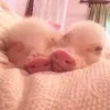 🤩 Эмодзи «Свинки» для Telegram