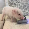 🤩 Эмодзи «Свинки» для Telegram