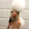 🤩 Эмодзи «Свинки» для Telegram