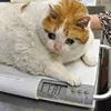 🤒 Эмодзи «С кошечками» для Telegram
