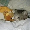 🤒 Эмодзи «С кошечками» для Telegram