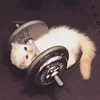 🤒 Эмодзи «С кошечками» для Telegram