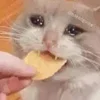 🤒 Эмодзи «С кошечками» для Telegram