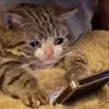 🤒 Эмодзи «С кошечками» для Telegram