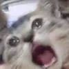 🤒 Эмодзи «С кошечками» для Telegram