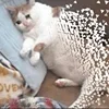 🤒 Эмодзи «С кошечками» для Telegram