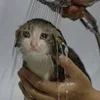 🤒 Эмодзи «С кошечками» для Telegram