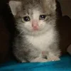 🤒 Эмодзи «С кошечками» для Telegram