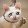🤒 Эмодзи «С кошечками» для Telegram