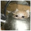 🤒 Эмодзи «С кошечками» для Telegram