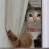 🤒 Эмодзи «С кошечками» для Telegram