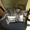 🤒 Эмодзи «С кошечками» для Telegram