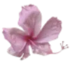 🌺 Эмодзи «𝜗𝜚» для Telegram