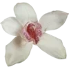🌸 Эмодзи «𝜗𝜚» для Telegram