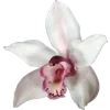 🌸 Эмодзи «𝜗𝜚» для Telegram