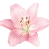 🌺 Эмодзи «𝜗𝜚» для Telegram