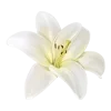 🌸 Эмодзи «𝜗𝜚» для Telegram