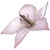 🌸 Эмодзи «𝜗𝜚» для Telegram