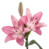 🌺 Эмодзи «𝜗𝜚» для Telegram