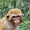 😁 Эмодзи «Monkeys» для Telegram