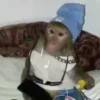 🫦 Эмодзи «Monkeys» для Telegram