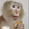 😦 Эмодзи «Monkeys» для Telegram